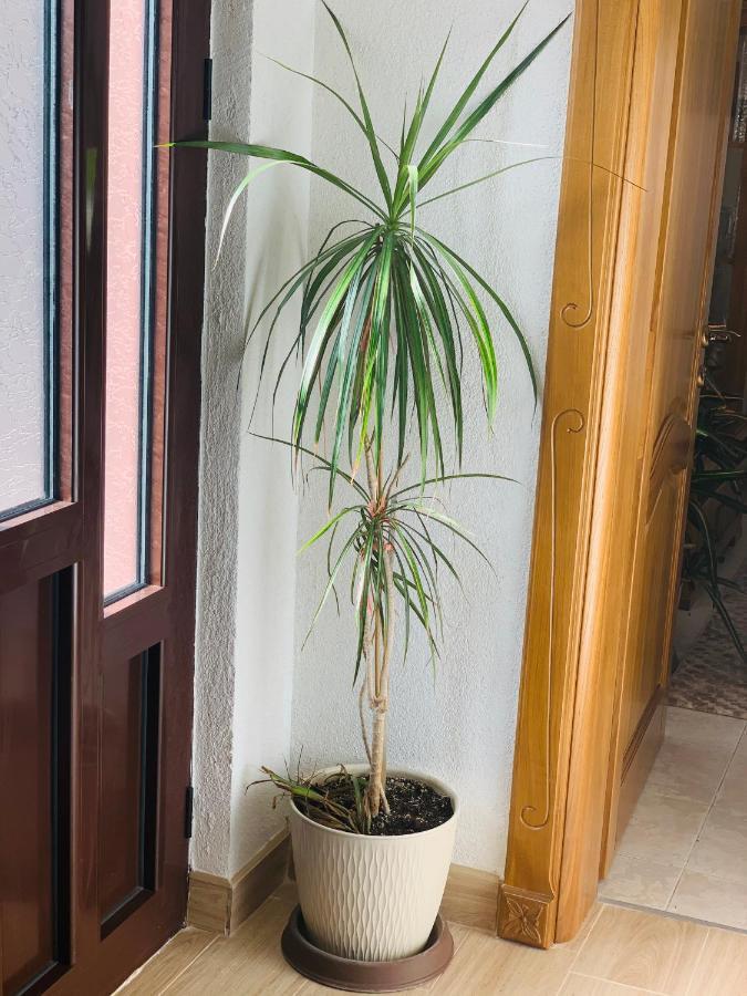Appartement Gara 5 à Kotor Extérieur photo